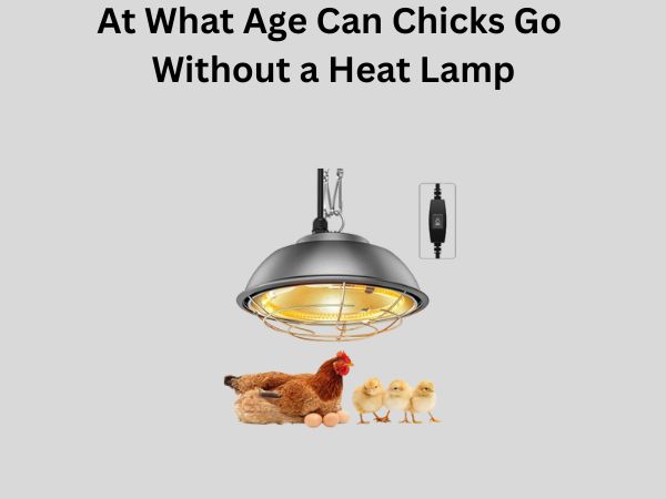 At What Age Can Chicks Go Without a Heat Lamp