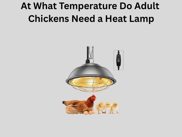 At What Temperature Do Adult Chickens Need a Heat Lamp