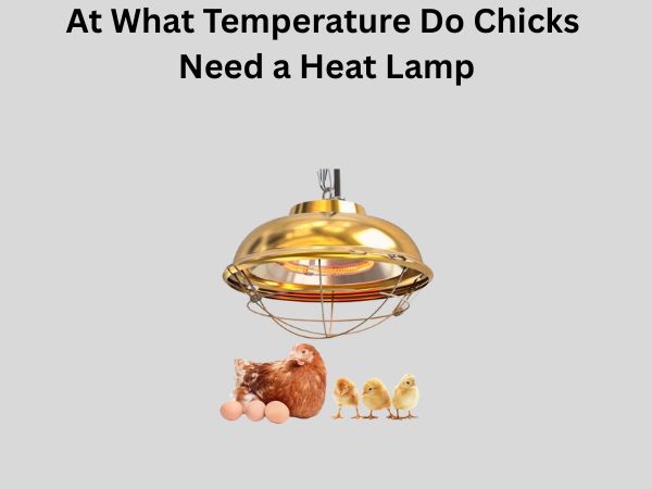 At What Temperature Do Chicks Need a Heat Lamp