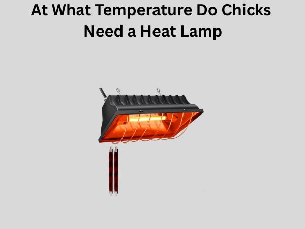At What Temperature Do Chicks Need a Heat Lamp
