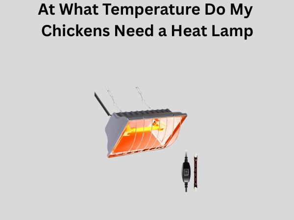 At What Temperature Do My Chickens Need a Heat Lamp
