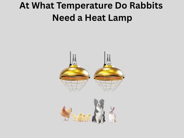 At What Temperature Do Rabbits Need a Heat Lamp