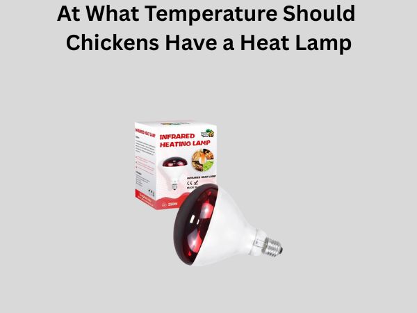 At What Temperature Should Chickens Have a Heat Lamp
