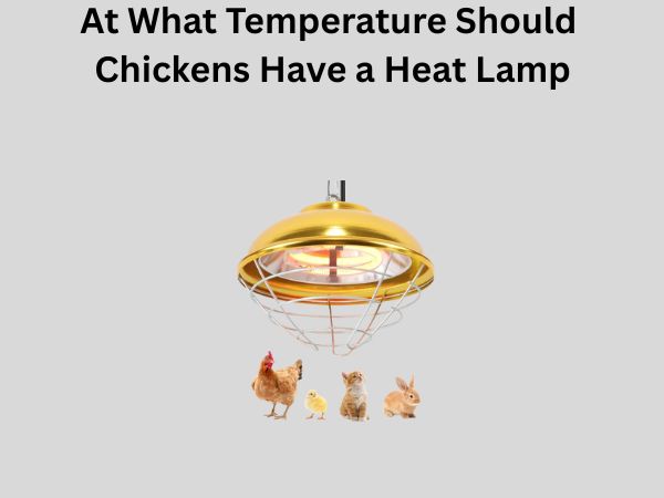 At What Temperature Should Chickens Have a Heat Lamp